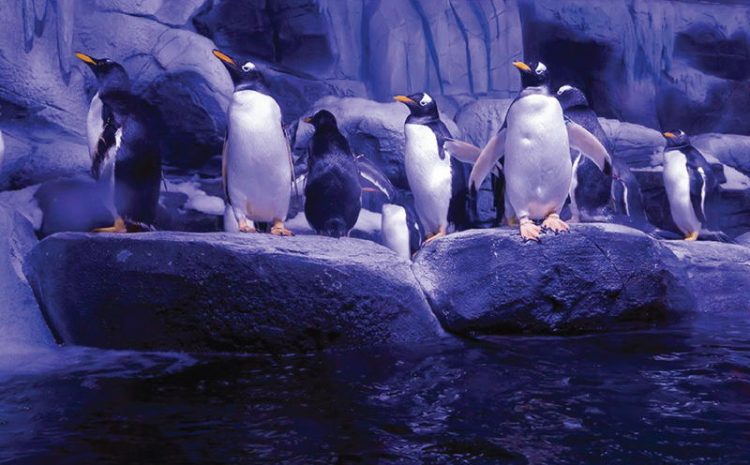  Istanbul Aquarium Penguin Area